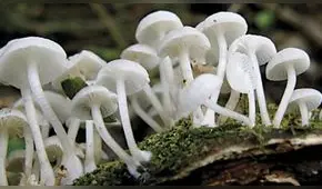 Empresa que trabaja con hongos alucinógenos cotizaría en bolsa en el 2019