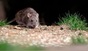 Hantavirus recorre Argentina y llega a Chile: enfermera muere en Santiago