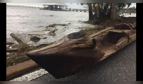 Huracán Irma permitió realizar un increíble hallazgo en Florida [FOTOS]