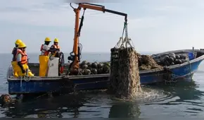 Callao: Comienza reevaluación sanitaria de áreas de producción de moluscos 