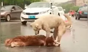 Youtube: un perro trató de ayudar a su amigo moribundo tras ser atropellado