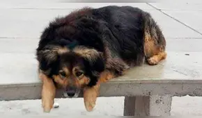 Falleció 'Perrovaca', la famosa mascota de la Universidad San Marcos