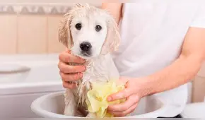 ¿Vas bañar a tu mascota? Sigue estos consejos