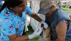 Mascotas perdidas serán rescatadas durante las 24 horas del día