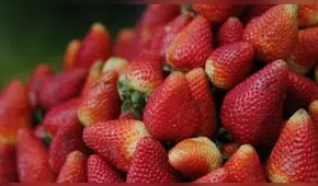 Australia en alerta por agujas escondidas en fresas