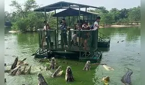 Terrorífico pero atractivo: ¿quieres ser el buffet de feroces cocodrilos?