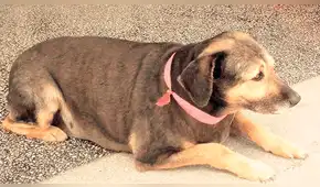 ‘Firulais’, el perro más fiel y combativo de San Marcos