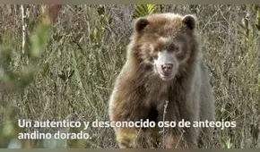 Histórico: Encuentran a un oso de anteojos andino dorado en el Amazonas