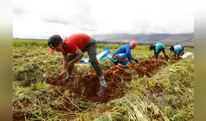 Mi Agro priorizaría créditos a productores con menos de cinco hectáreas
