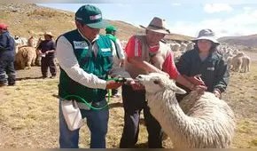 Entregarán kits para proteger a más 200 mil cabezas de ganado en Arequipa  