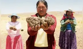 Campos de cultivo se secan en Puno