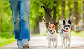 “Necesitan actividad”: Alemania obligará a pasear a los perros dos veces al día a partir de 2021