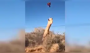 Arrojan enorme trozo de carne a caracal y felino lo atrapa de forma increíble [VIDEO]