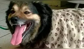 Rector de la UNMSM anunció que ‘Perrovaca’ tendrá estatua en su honor