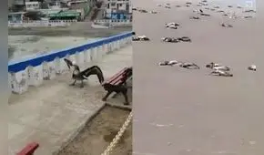 Alerta por posible llegada de gripe aviar H5N1 a la región de Arequipa