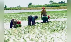 Minagri entregará bonos de S/ 1.000 a 500 agricultores desde este jueves 