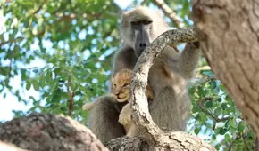 Animales recrean icónica escena de ‘El Rey León’ en la vida real [FOTOS]