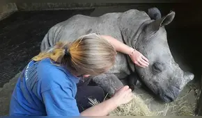 Bebé rinoceronte que perdió a su madre (por cazadores) no dejaba de llorar [VIDEO]