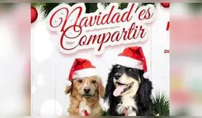 Organizan evento de Navidad para recolectar donaciones para animales abandonados