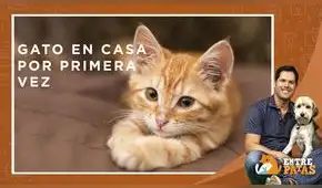 Entre Patas: Un gato en casa ¡Como te debes preparar!