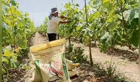 Fertiabono II se entregará a productores que tengan hasta 5 hectáreas de cultivo