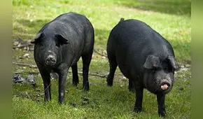 Los cerdos iberoamericanos al borde de la extinción