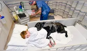 Mahe, el perro que cuida a su dueño autista en la camilla de un hospital [FOTO]