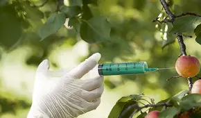 Hay votos para aprobar moratoria a transgénicos