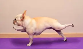 ¿Sabías que existe el yoga para perros? Conoce aquí los beneficios