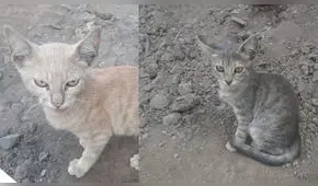 Gatitos que fueron abandonados en parque de SMP necesitan un hogar [VIDEO]