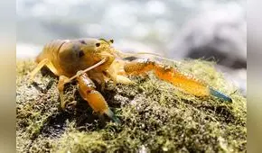 Historias de cipermetrina y camarones en Calango