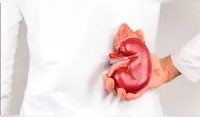 Día Mundial del Riñón: ¿Por qué se celebra esta fecha?