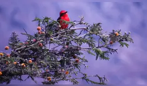 Conociendo nuestras aves