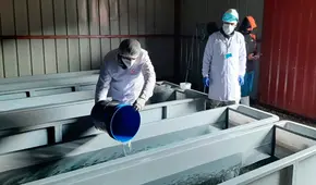 Primera vacunación de trucha arcoíris se desarrolla en Puno  