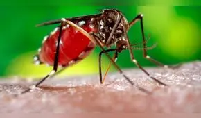 Confirmación de tres casos de dengue causa alerta en Puno 