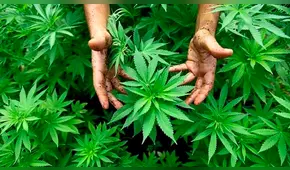 Día de la marihuana: conoce el origen del 420 usado por los amantes del cannabis