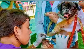 Ofrecen campaña gratuita para perros y gatos 