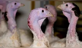 Crueldad Animal: Captan a hombre aplastando el cuello de pavos con un alicate [VIDEO] 