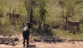 YouTube viral: Hambrientos leones cazan a búfalo, pero son atacados por enfurecida manada [VIDEO] 