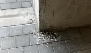 Lima 2019: sede de Villa María Del Triunfo luce descuidada y en abandono [FOTOS]