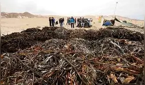 Algas marinas en peligro