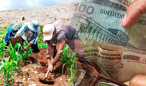 Fertiabono II: pequeños productores recibirán hasta S/ 2.350 para la compra de fertilizantes