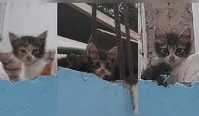 Buscan hogar para gatitos abandonados en parque de San Martín de Porres