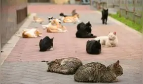 MML multará con más de 4 mil soles a quienes abandonen gatos en Parque Universitario