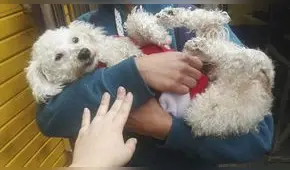 Mascota rescatada lleva un mes desaparecida