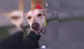 Buscan hogar para mascota encontrada en San Borja