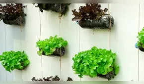 Jardines colgantes perfectos para una casa pequeña o departamento