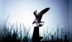 FOTOS:  Humedales, corredores de vida  