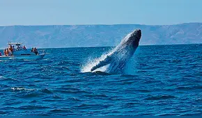 Los Órganos espera la visita de 45,000 turistas para avistamiento de ballenas