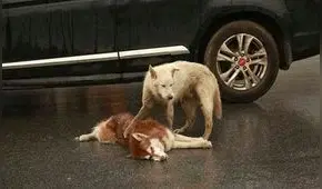 YouTube: Conmovedoras imágenes muestran la verdadera amistad de dos perros 